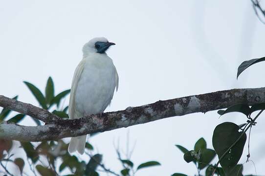 Image of Bare-throated Bellbird