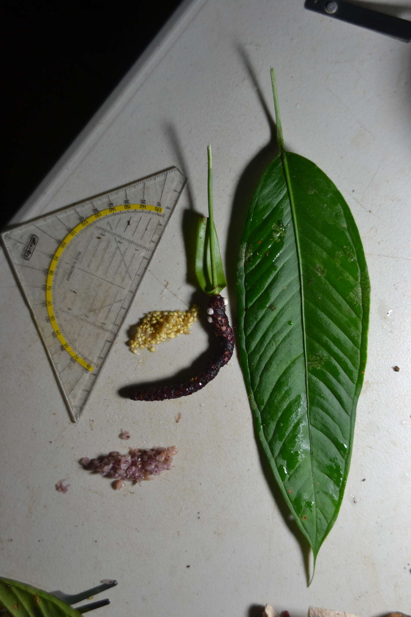 Image of Anthurium lancifolium Schott