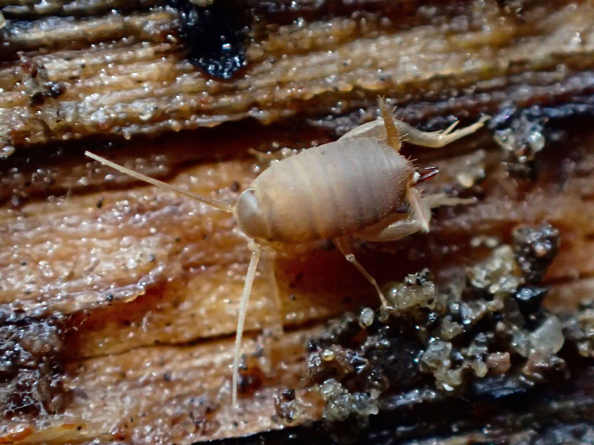 Image of Oregon Ant Cricket