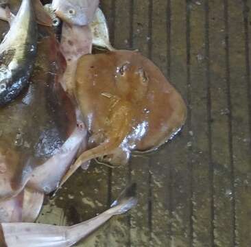 Image of Sepia Stingray