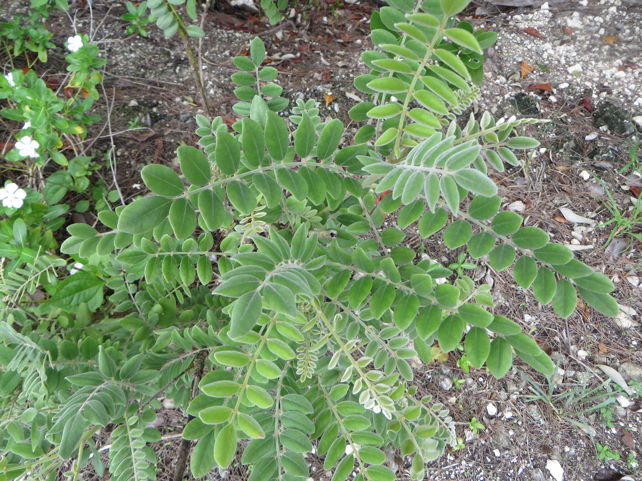 Слика од Sophora tomentosa subsp. occidentalis (L.) Brummitt