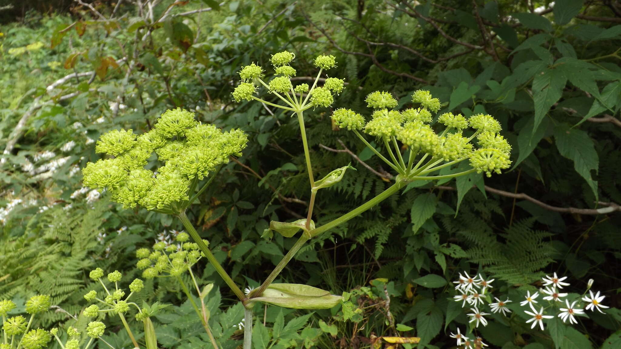 Image of filmy angelica