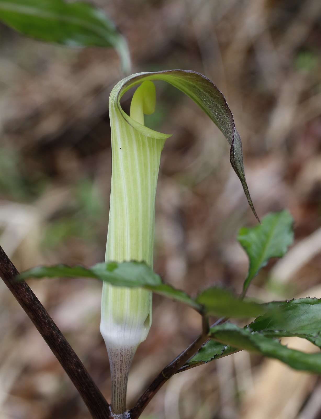 Image of Arisaema yamatense subsp. sugimotoi (Nakai) H. Ohashi & J. Murata