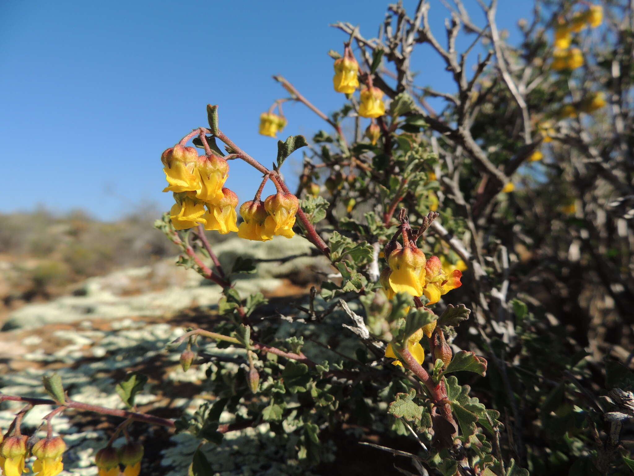 Image of Hermannia desertorum Eckl. & Zeyh.