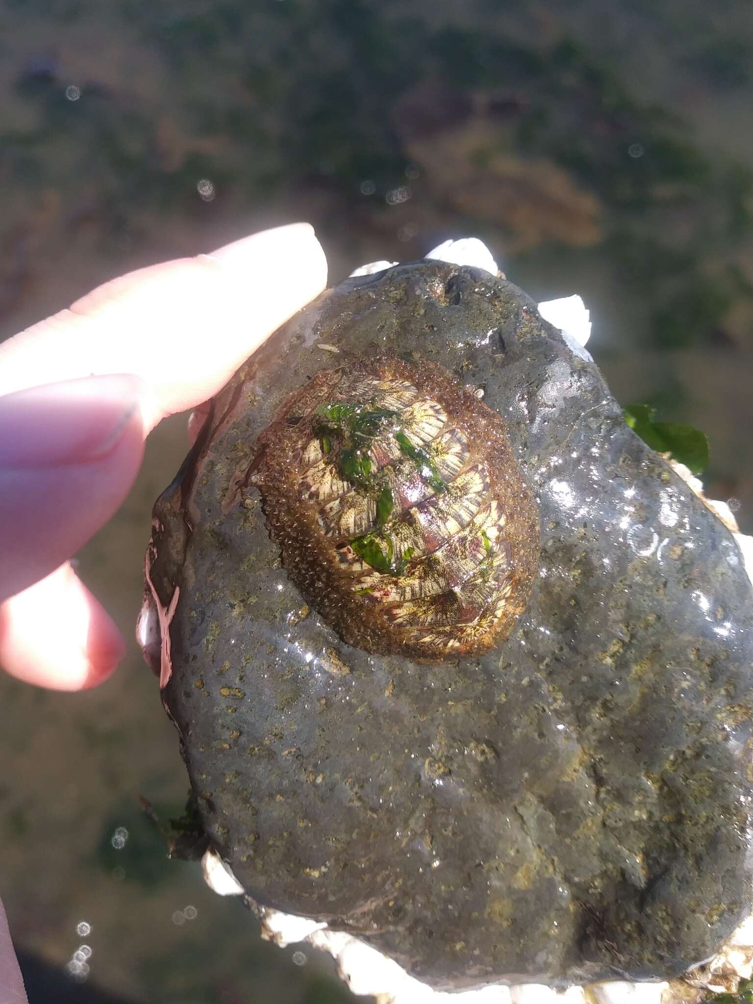 Image of Woody Chiton