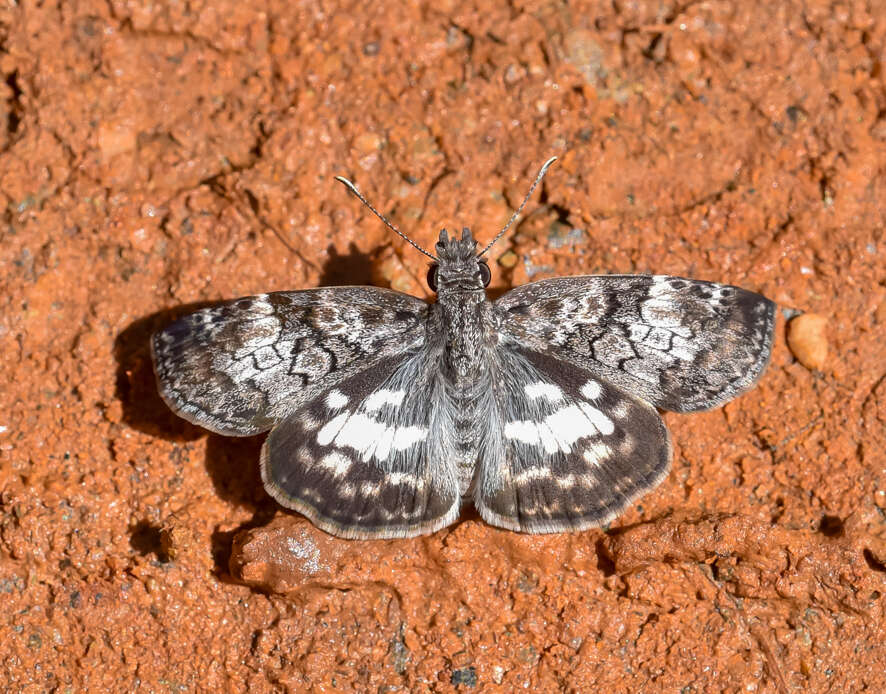 Image of Chiomara asychis autander Mabille 1891