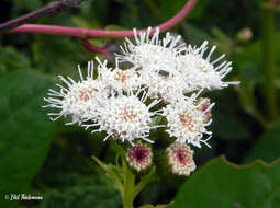 Sivun Ageratina glechonophylla (Less.) R. King & H. Rob. kuva