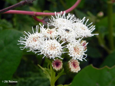 Ageratina glechonophylla (Less.) R. King & H. Rob. resmi