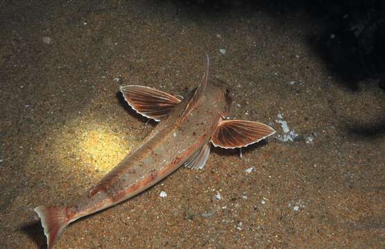 Image of Long-finned Gurnard