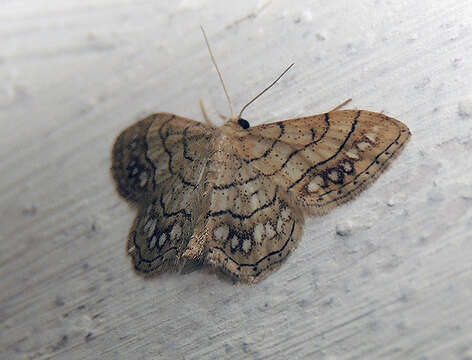 Image of Idaea moniliata Schiffermüller 1775