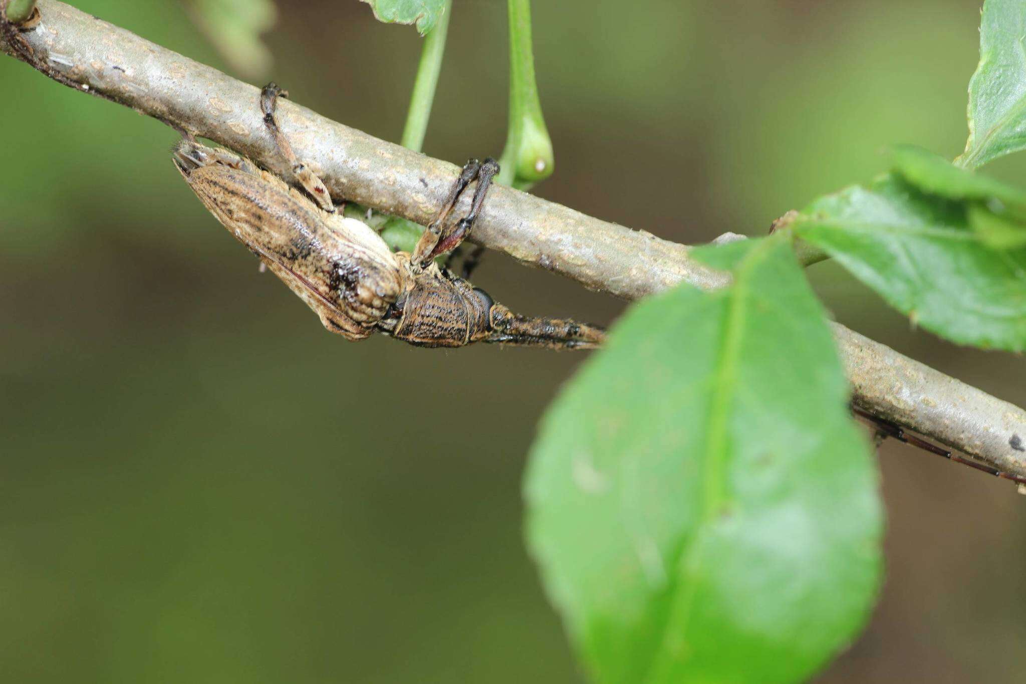 Imagem de Aulaconotus pachypezoides Thomson 1864