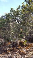 Image of Quercus conzattii Trel.