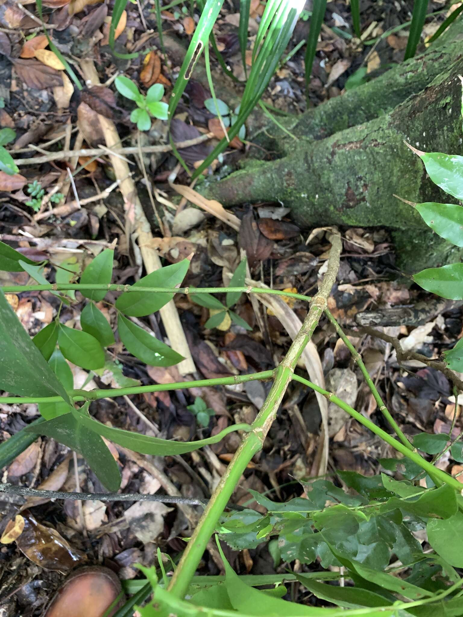 Image of Garcinia linii C. E. Chang