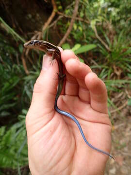 Image de Plestiodon stimpsonii (Thompson 1912)