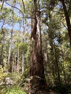 Image of Eucalyptus brevistylis Brooker