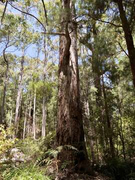 Слика од Eucalyptus brevistylis Brooker