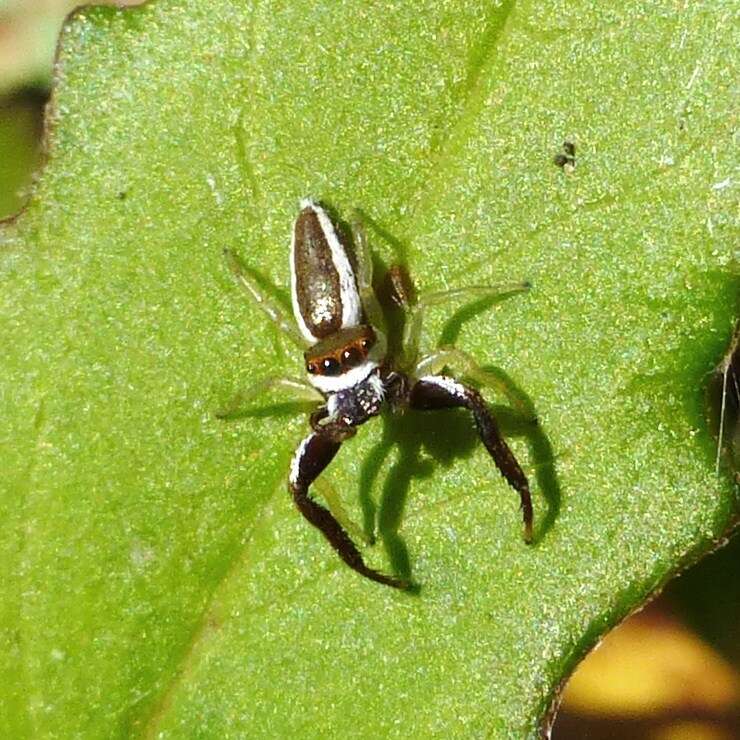 Image of Hentzia palmarum (Hentz 1832)