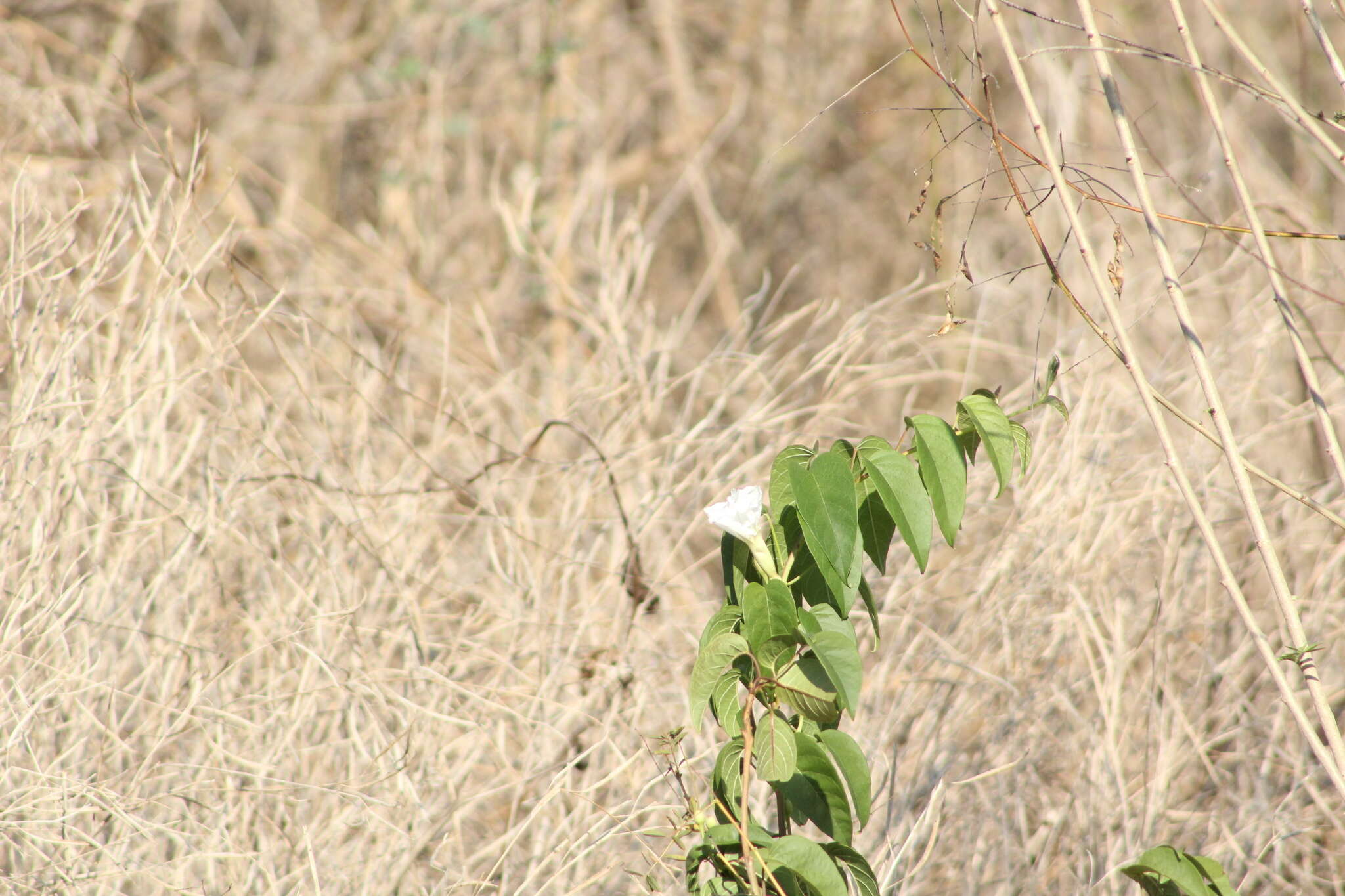 Image of Ipomoea populina House