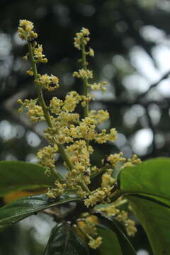 Image of Aniba robusta (Klotzsch & Karsten) Mez