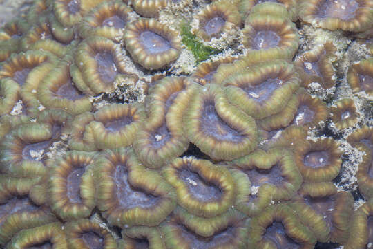 Image of finger coral