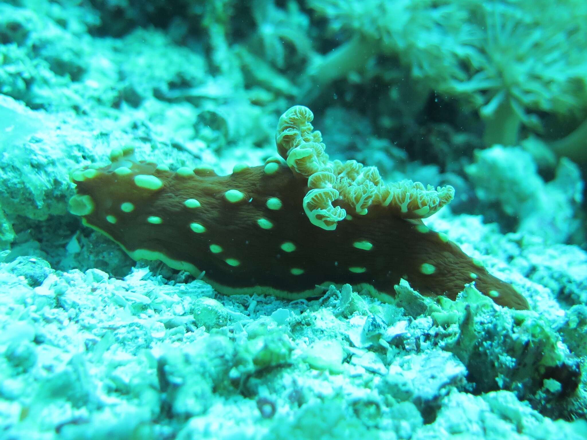 Image of Yellow spot fat red slug