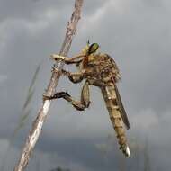 صورة Promachus texanus Bromley 1934