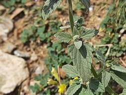 Image of Nepeta cyanea Steven