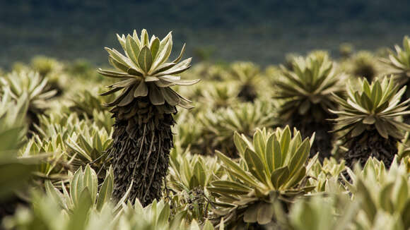 Image of Espeletia hartwegiana Cuatrec. ex Herzog