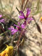 Image of Kern Canyon clarkia