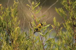 Image of Hooded Siskin