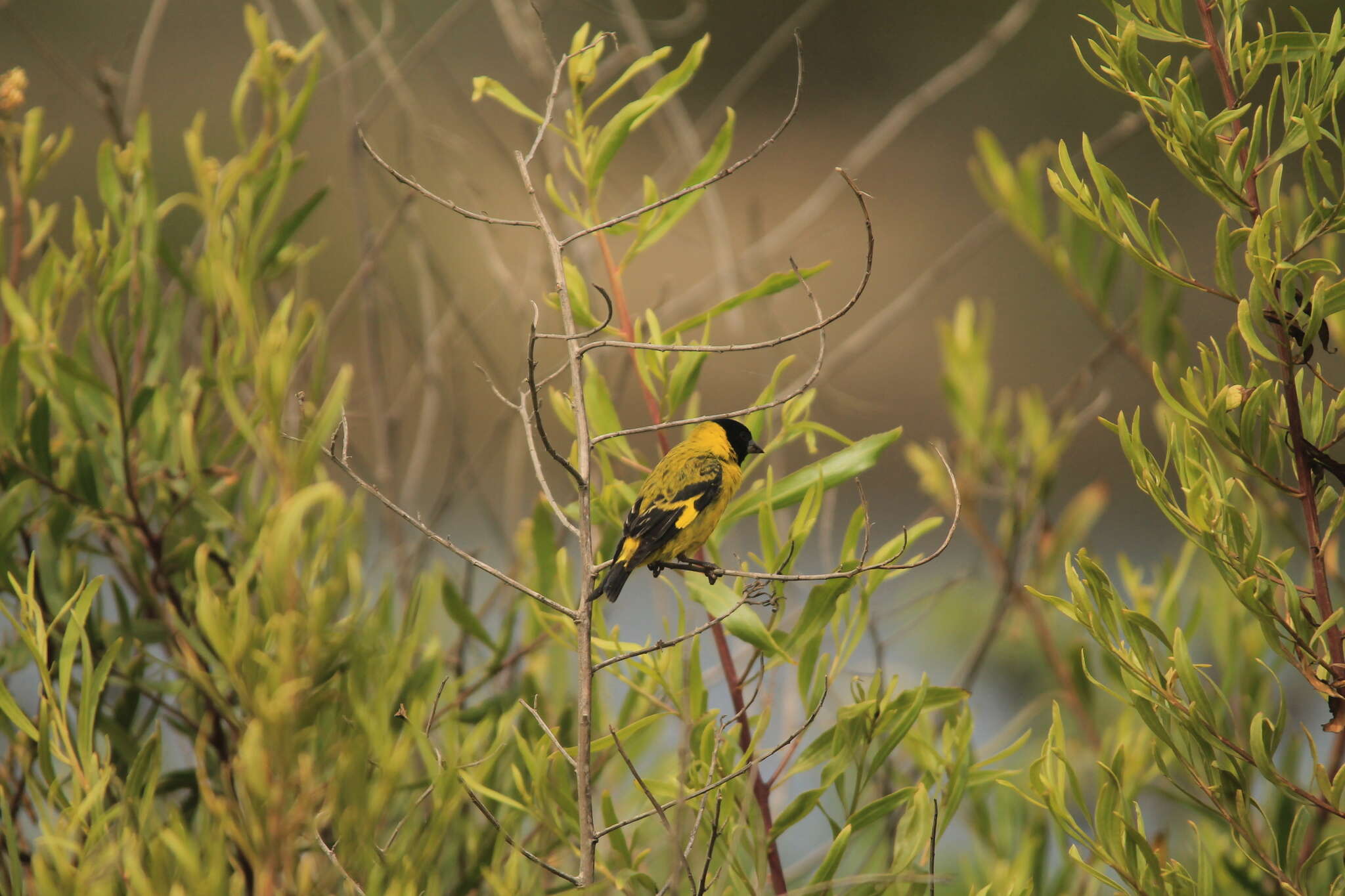 Spinus magellanicus (Vieillot 1805)的圖片