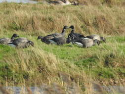 صورة Branta bernicla bernicla (Linnaeus 1758)