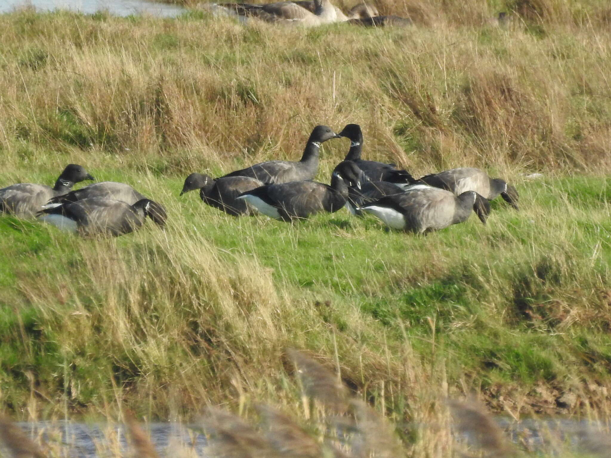 صورة Branta bernicla bernicla (Linnaeus 1758)