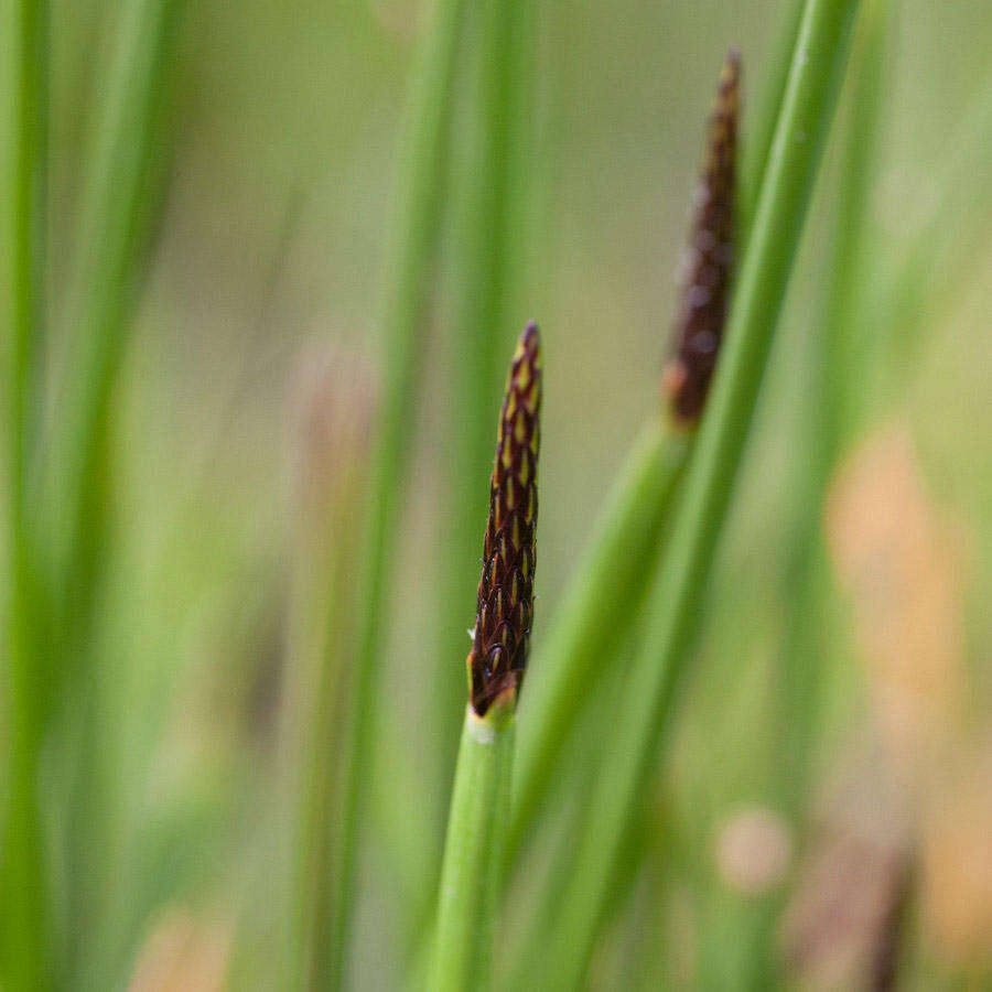 Imagem de Eleocharis limosa (Schrad.) Schult.