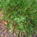 Image of rough hedgeparsley