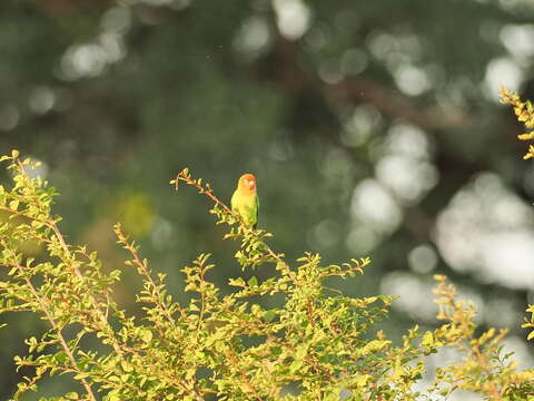 Image of Lilian's Lovebird