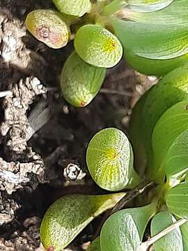 Image de Curio talinoides (DC.) P. V. Heath