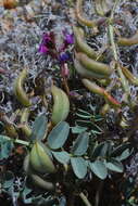 صورة Astragalus cimae var. cimae