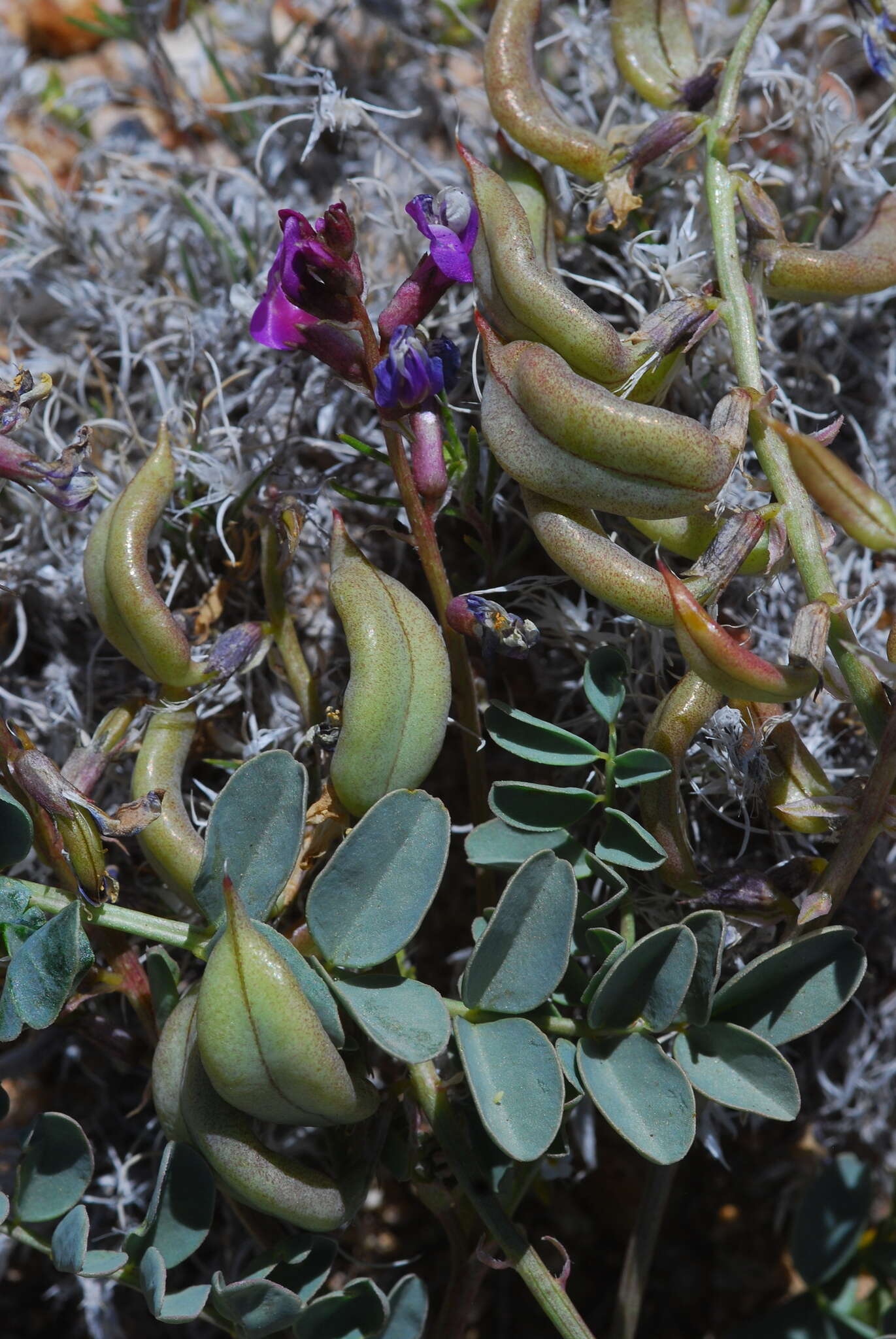 صورة Astragalus cimae var. cimae