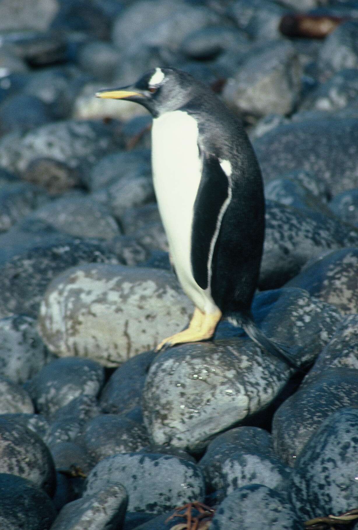 Image de Pygoscelis papua taeniata