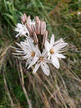 Image de Asphodelus ramosus subsp. ramosus