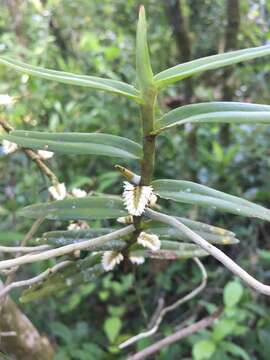 Image of Campylocentrum aromaticum Barb. Rodr.