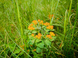 Euphorbia epithymoides L. resmi