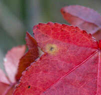 Image of Pseudocercospora neoliquidambaris C. Nakash. & Tak. Kobay. 2002