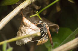 Image of Polistes cinerascens de Saussure 1854