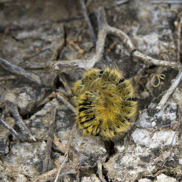 Image of grass eggar