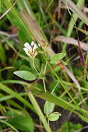 Sivun Lespedeza tomentosa (Thunb.) Maxim. kuva