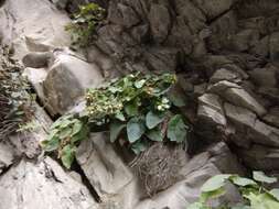 Image of Campanula pendula M. Bieb.