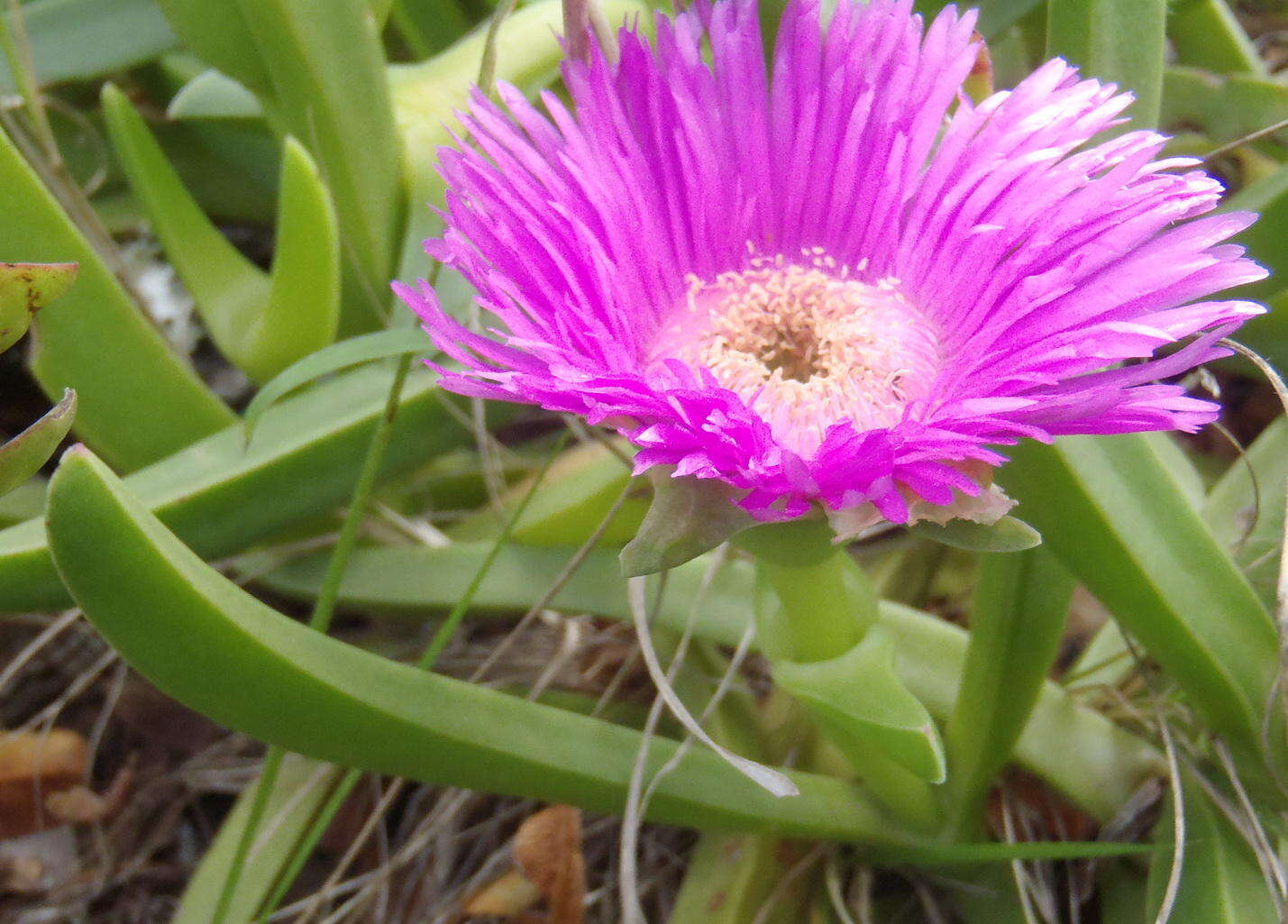 Image of Carpobrotus deliciosus (L. Bol.) L. Bol.