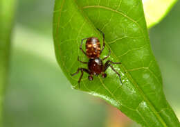 Image of Micrathena patruelis (C. L. Koch 1839)